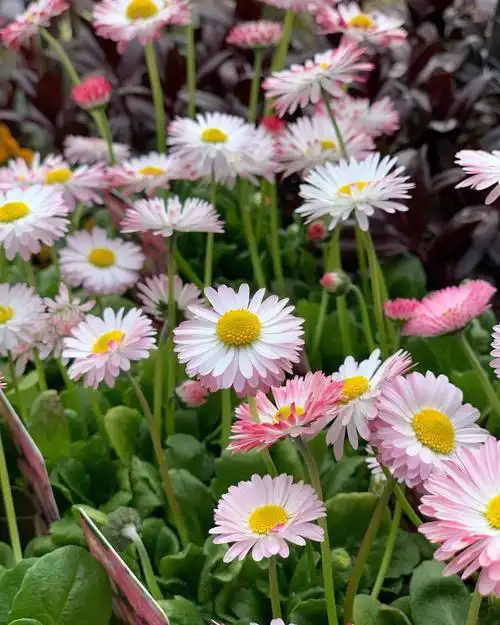 植物大赏原生小雏菊棒棒糖阳光晒红小脸