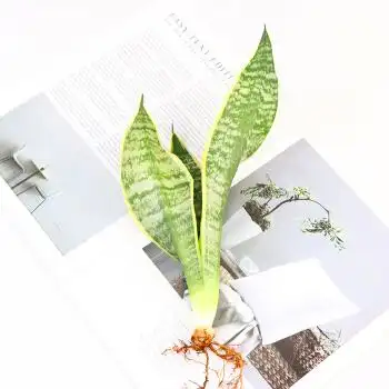 虎尾兰裸苗客厅水培白玉花卉苗 虎皮兰【1颗】20厘米左右(此项无盆)