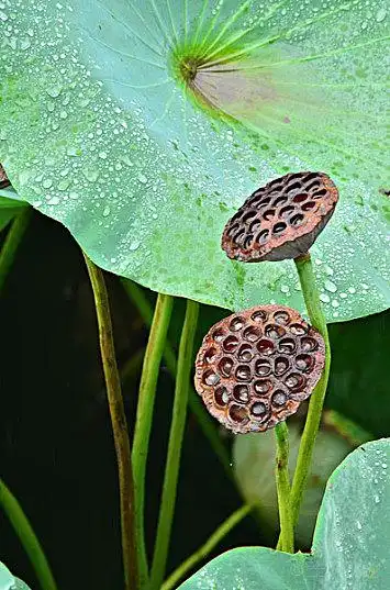 莲蓬图片_莲蓬高清图片_全景视觉