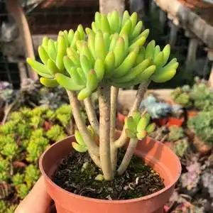 八千代多肉植物图片