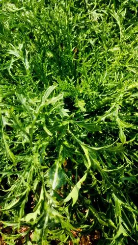 竹篮,孩子,闺蜜,九头芥,腌九头芥瓶菜喽