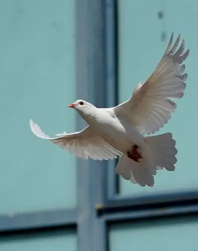 抓拍飞翔的鸽子