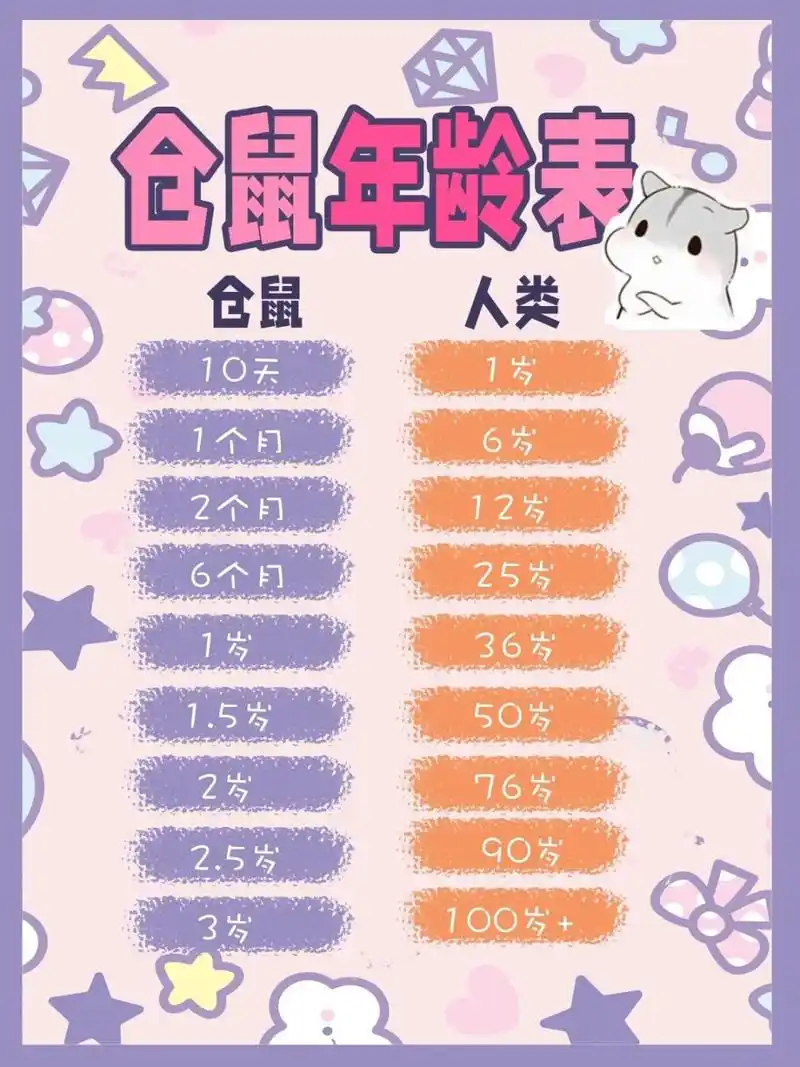 仓鼠年龄对照表91你家仔仔几岁了?