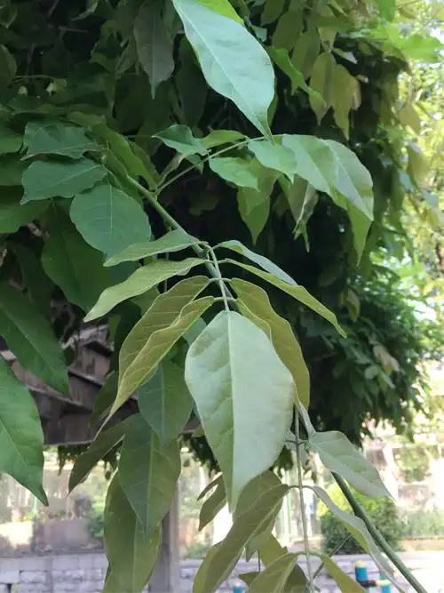 紫藤的根颈与叶