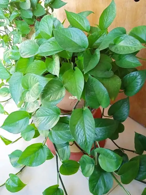 正值绿萝生长时