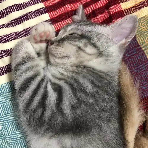 有偿领养四个月未绝育鱼骨纹英短小猫母猫