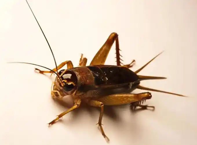 蟋蟀图片