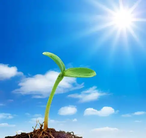 ppt 背景 壁纸 电脑桌面 发芽 绿色 绿色植物 嫩芽 嫩叶 新芽 植物