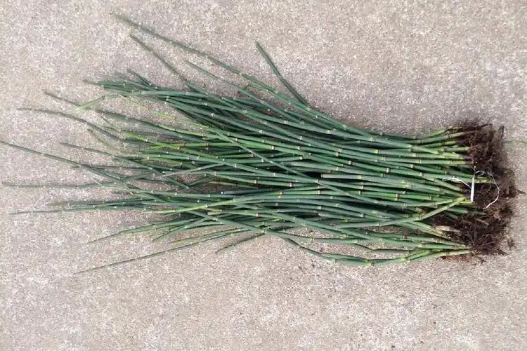 农村有毒的野草,殊不知价值珍贵,有人靠它发财30元一斤