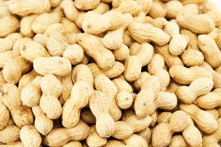 平铺花生平铺坚果花生背景坚果