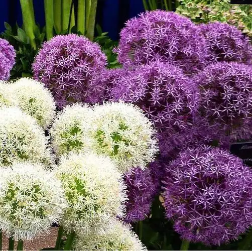 又到了石蒜科植物开花的季节