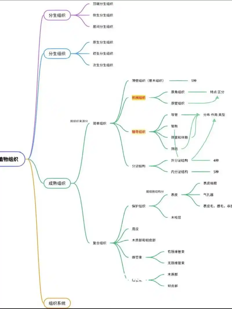 植物组织思维导图