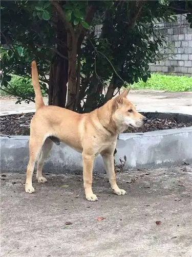 舟山土猎犬-土猎犬