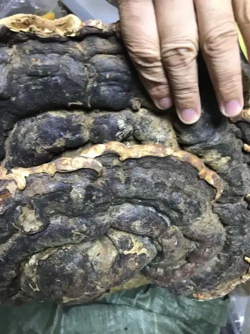 大树舌,很大个大无柄灵芝,新品推出三斤多