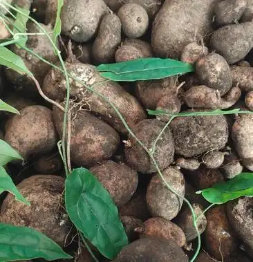 贵州野生,地苦胆,鲜货