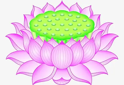 粉色的莲花座素材