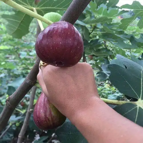 盆栽无花果品种介绍宝鸡