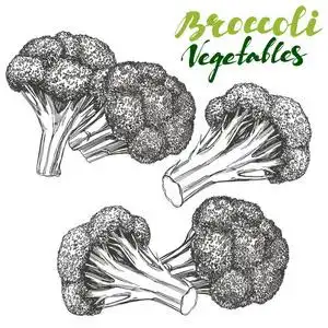 西兰花蔬菜套.详细刻.老式手工绘制的矢量图写实素描照片