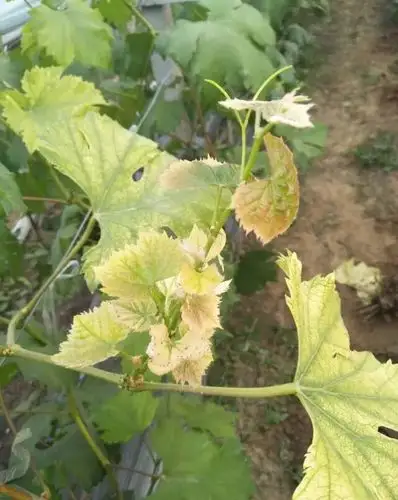 小叶簇拥,有缺锌的症状.