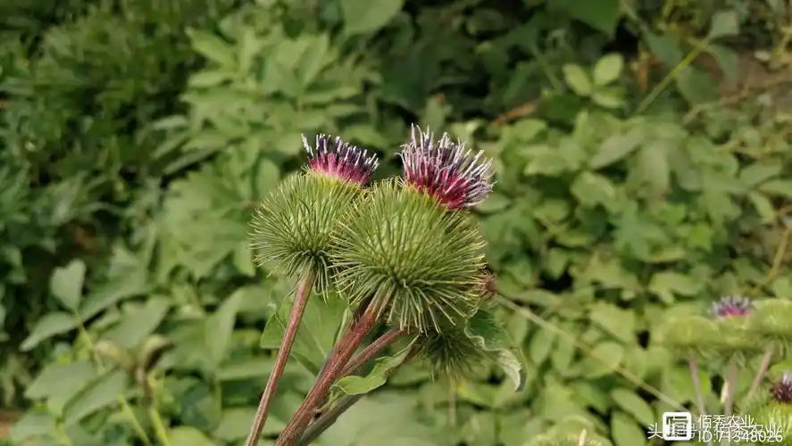 农村遇到结满刺球的植物小时候爱玩了解真相后吓一跳