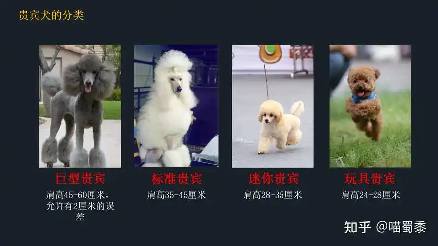 贵宾和泰迪傻傻分不清楚请记住贵宾是犬种而泰迪只是贵宾的被毛修剪