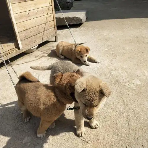 今天在乡下看见的三只小土狗 打架