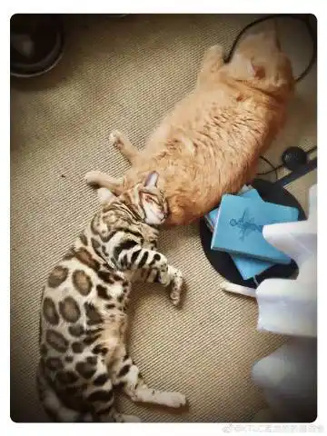 1953 微博 萌宠博主 tica孟加拉豹猫超话主持人 3 公司 ktlc_bengal