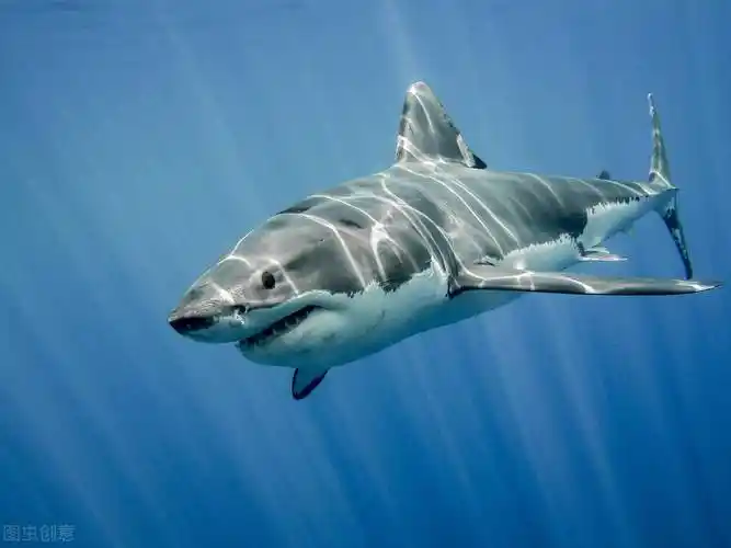 鲨鱼在哪里海洋馆的鲨鱼是什么鲨