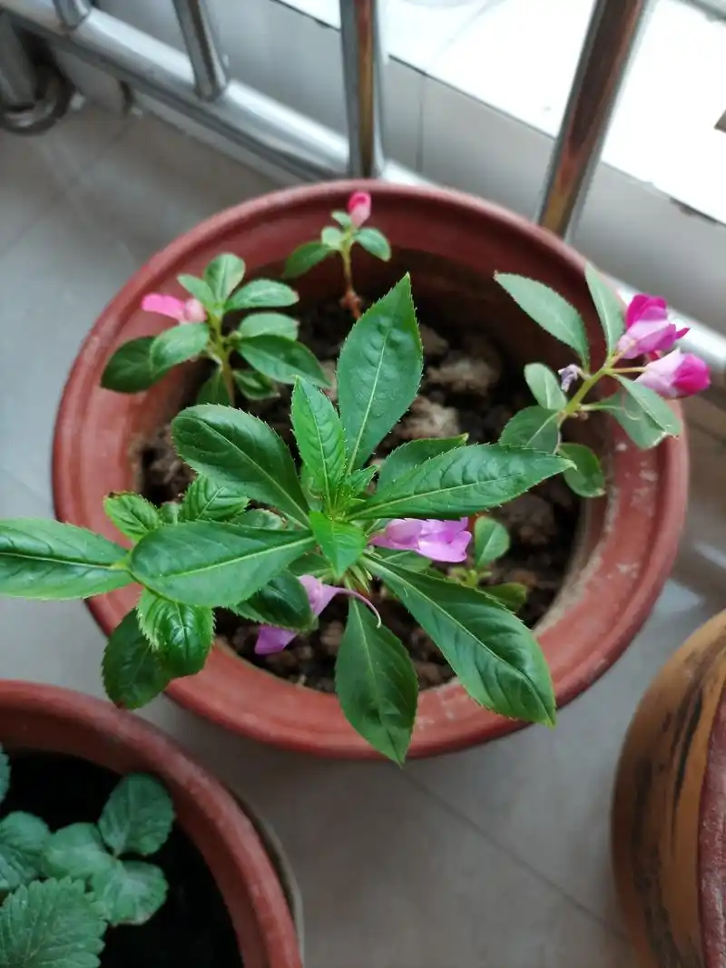 凤仙花,开花了[小红花],有紫红,紫,粉红三种颜色[小红花][小红花][小