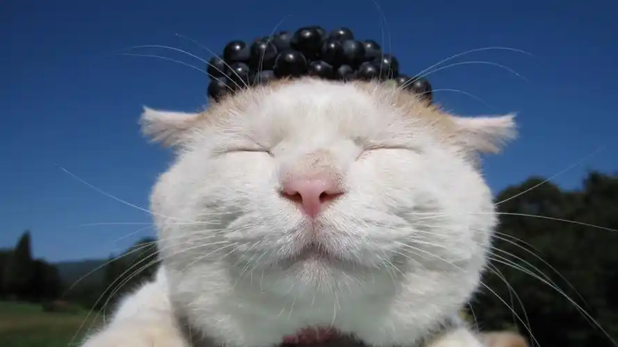 呆萌猫叔!萌你一脸血