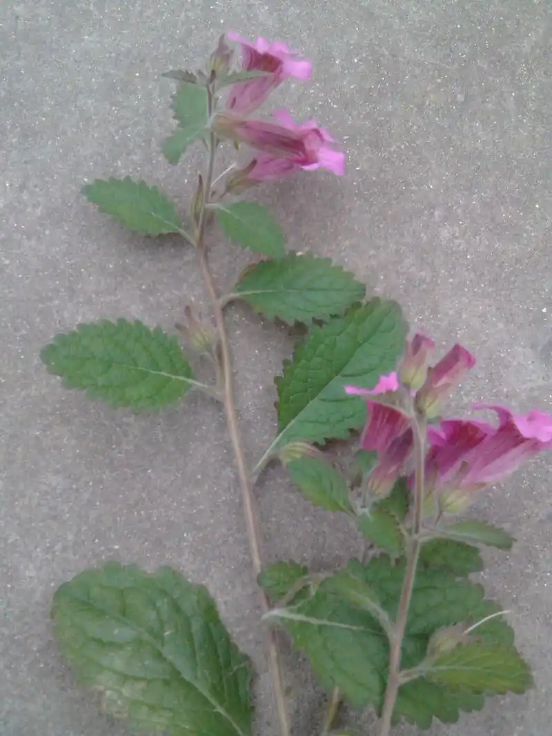 这个草药学名叫什么?什么功效?(图片)