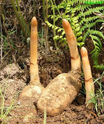 现挖乌天麻吃头痛新鲜正宗云南昭通小草坝天麻野生1斤5斤礼盒装