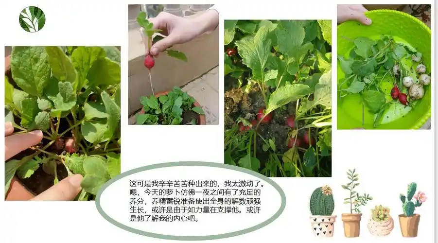 和樱桃萝卜一起成长