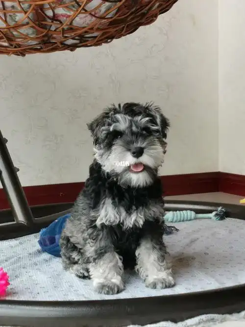 雪拉瑞变色记变椒盐色