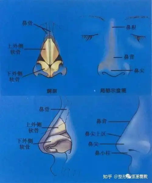鼻部解剖示意图(图片来自《达拉斯鼻整形术》)