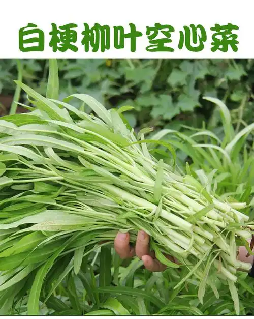 广东白梗柳叶空心菜种籽水上生春季四季阳台盆栽青蔬菜种孑种子苗