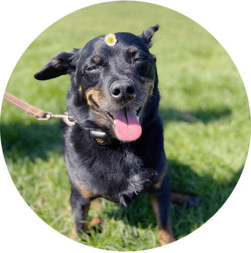 office dog, diesel with a flower on his head