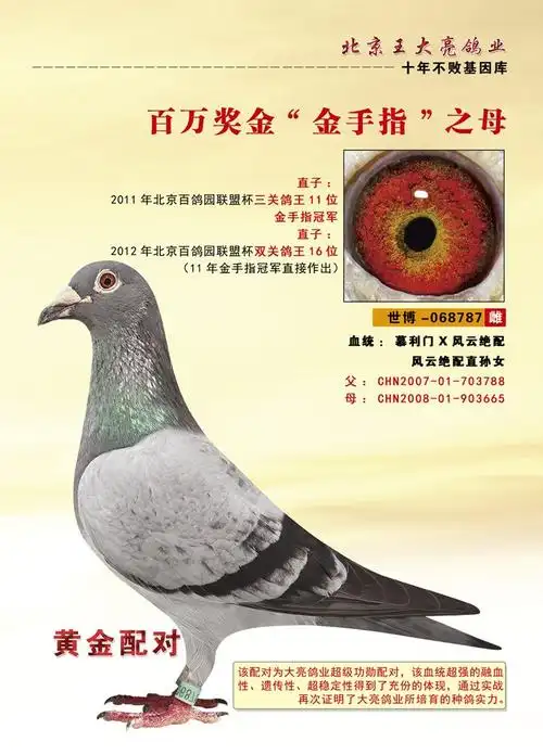 068787_王大亮鸽舍_ ag188.com爱鸽商城_中国信鸽信息网