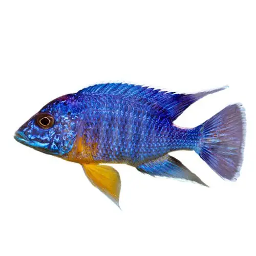 热带观赏鱼血艳红金属蓝红肚蓝天使国王孔雀慈鲷活体水族宠物171222