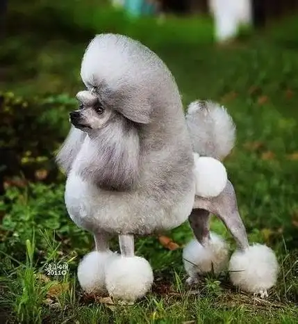 贵宾犬修剪出的不同造型加图