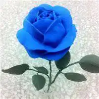 图片头像花朵蓝色妖姬