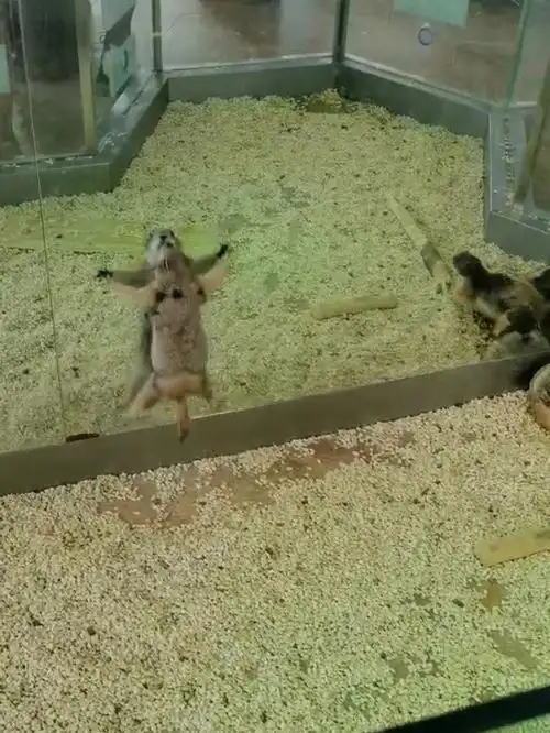 喜欢999999仓鼠我给它买了很多房子,它就喜欢住这个可不是我