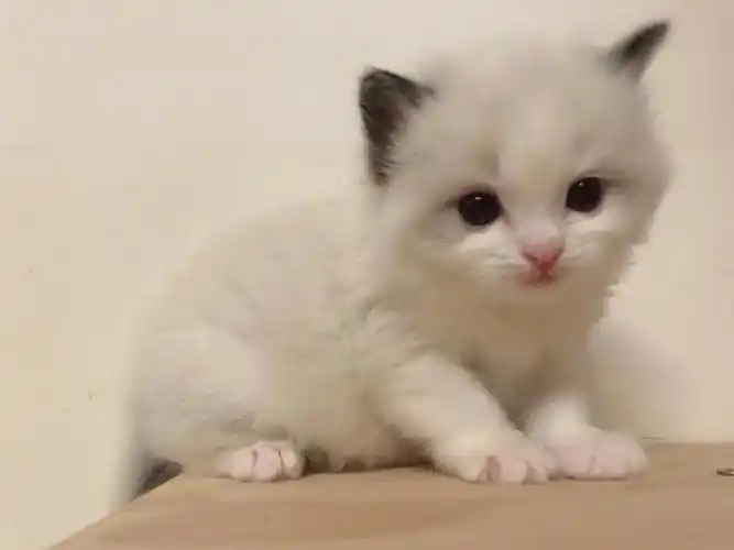 布偶猫幼崽布偶弟弟要满月了上海