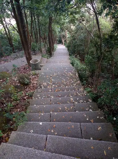 洒满鲜花的登山路