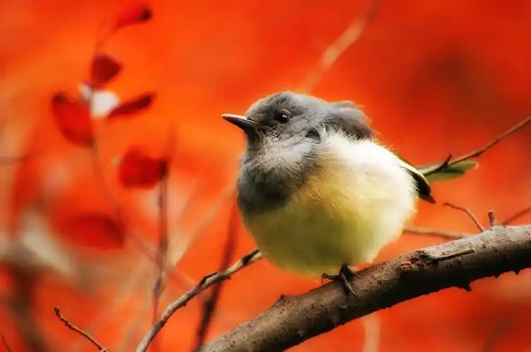 【红叶枝头鹊鸲闹】-动物植物论坛-zol中关村在线