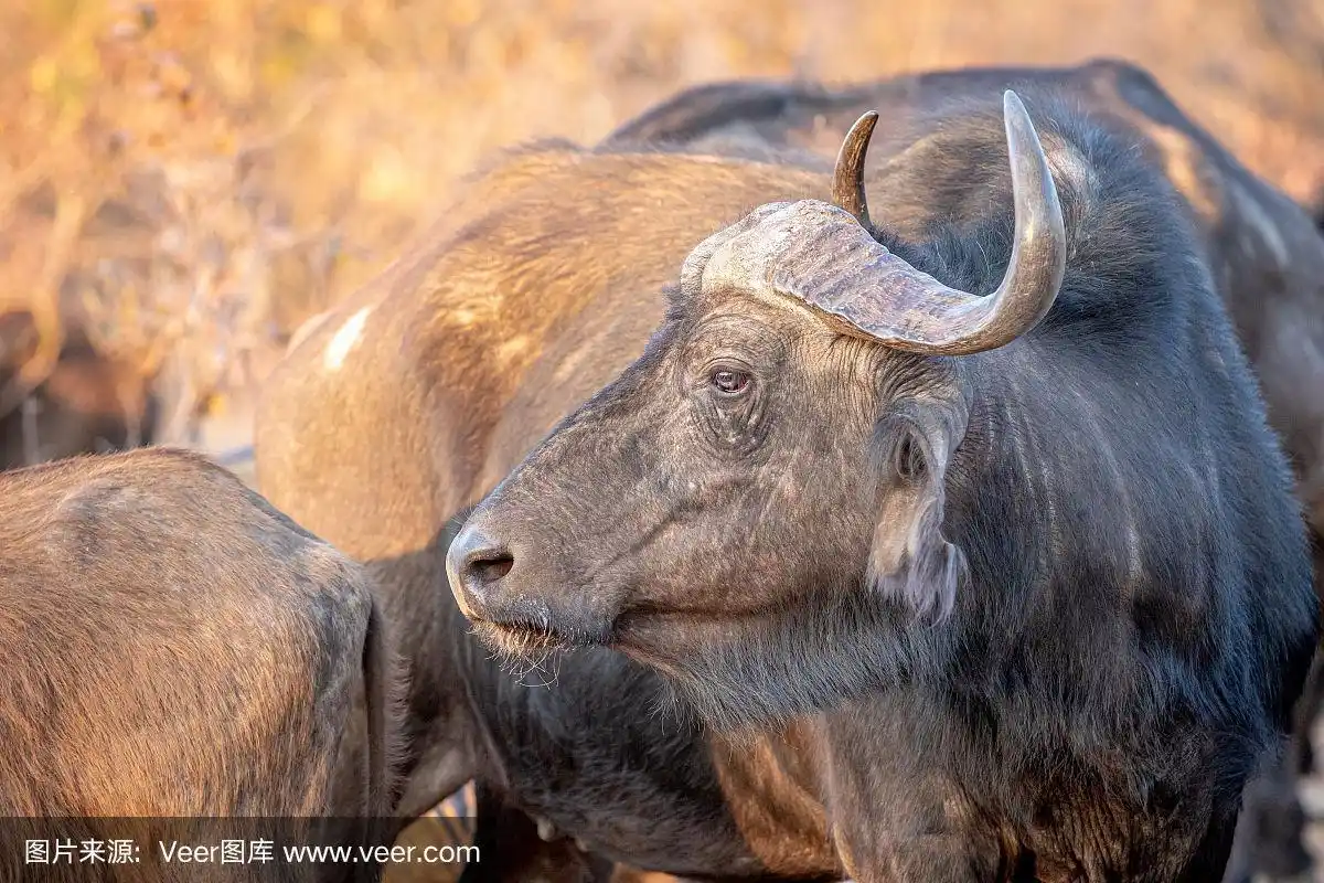 侧面的非洲水牛.