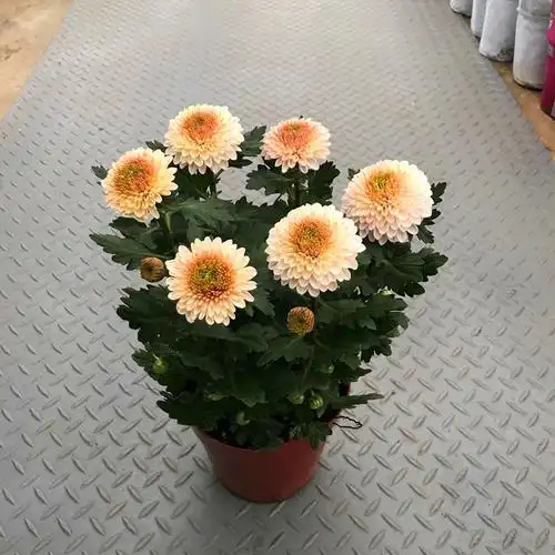 乒乓菊盆栽带花阳台庭院开花植物重瓣菊花四季好养绿植花卉 乒乓菊