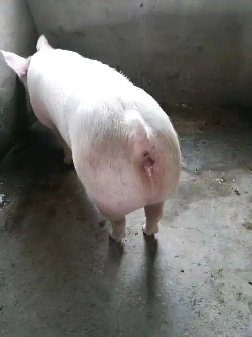 后备母猪:后备母猪猪配完种后,一个星期,水门留白 - 猪病在线问答 _猪