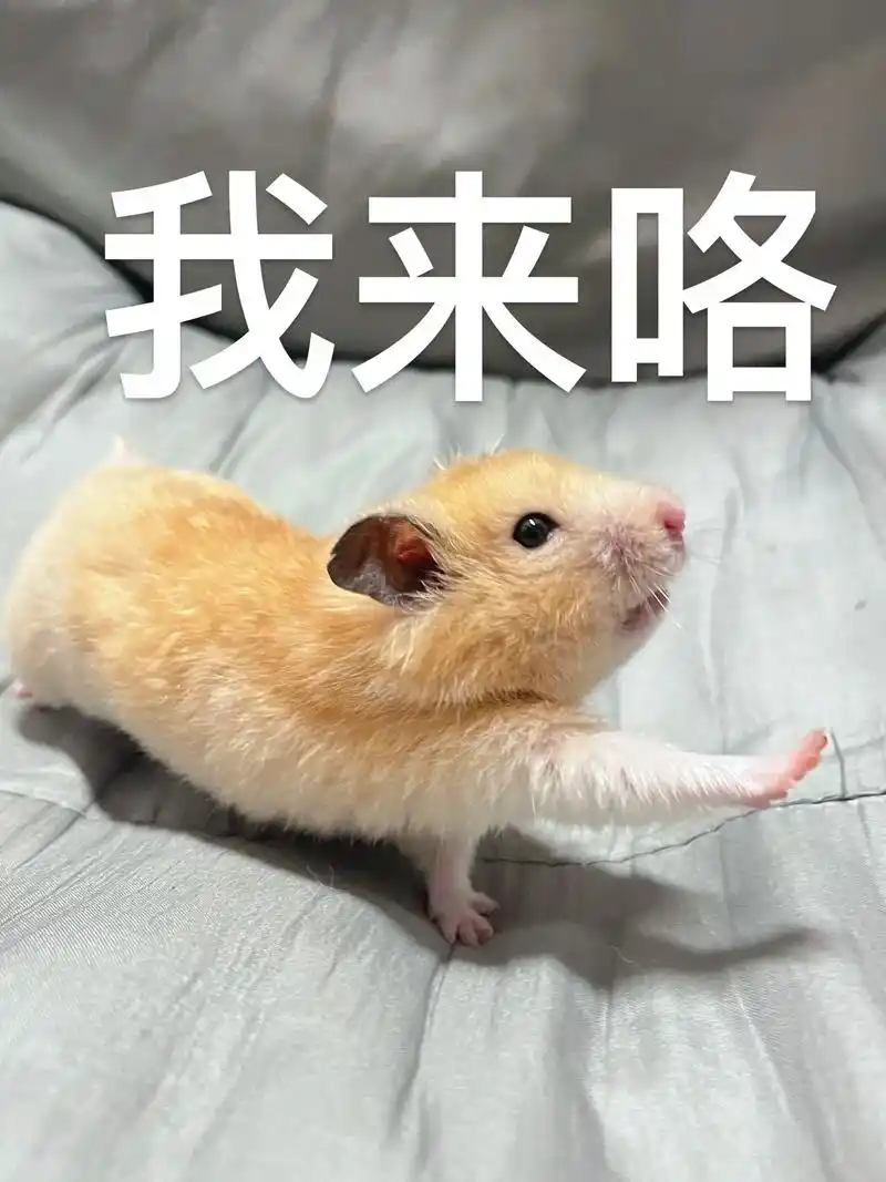 玉米新表情包99999999#金丝熊 #小仓鼠表情包 #就是 - 抖音