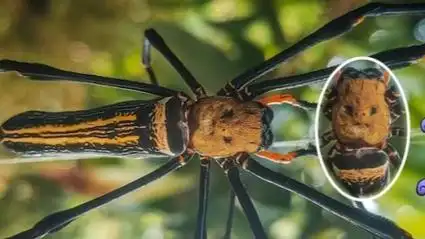 鬼面蛛,有八只眼睛